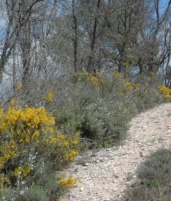 Yellow flowers growing on tree