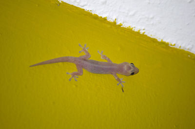 Close-up of yellow lizard on wall
