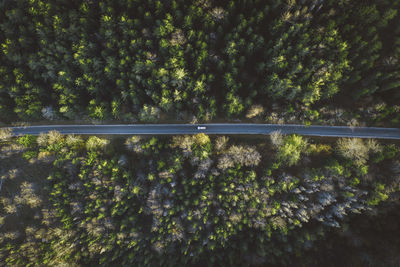 Aerial view of rod amidst trees in forest