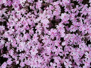 Full frame shot of purple flowering plants