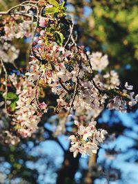 Low angle view of cherry blossoms on tree