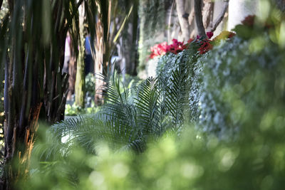 Close-up of fresh green plants in water