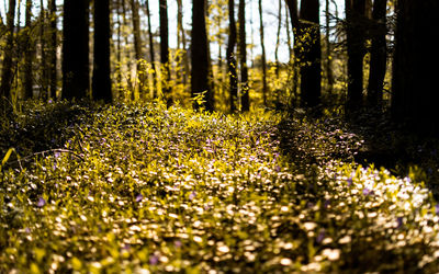 Plants growing in forest