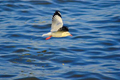 Seagull flying over lake