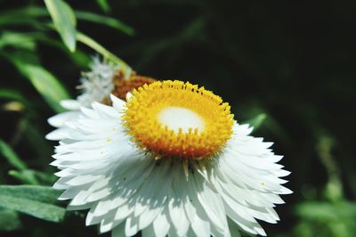 Macro shot of yellow daisy flower