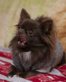 Close-up of a dog looking away