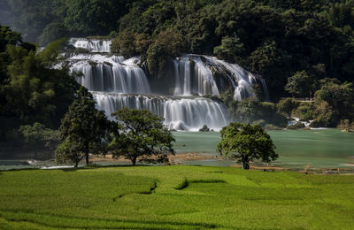 Scenic view of waterfall in forest