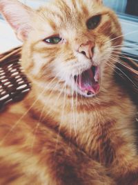 Close-up portrait of cat