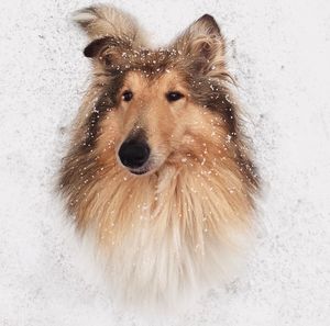 Portrait of dog in snow