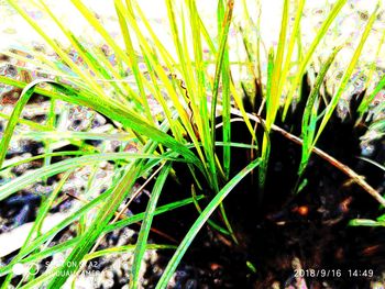 Close-up of grass growing in field