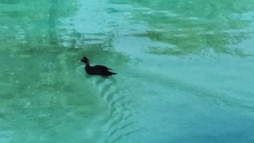 Ducks swimming in water