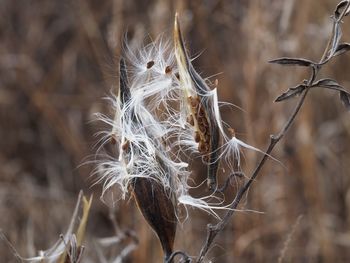 Close-up of wilted plant