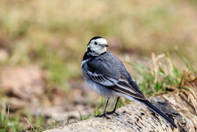 A pied wagtail