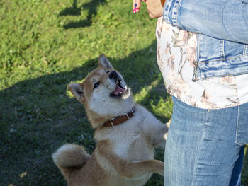 Midsection of man with dogs