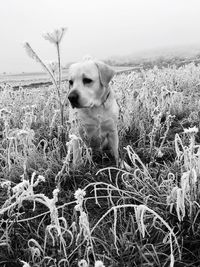 Close-up of dog against sky