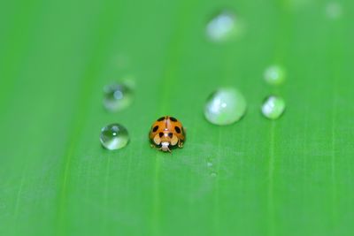 Close-up of ladybug on leaf