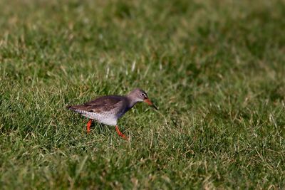 Close-up of bird on field