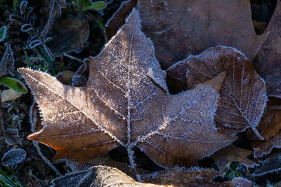 Close-up of dry leaves on field during winter