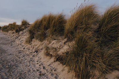 Close-up of plants growing on sand against sky