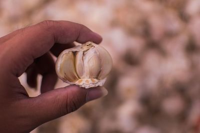 Close-up of hand holding shell