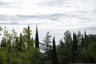 Trees in forest against sky