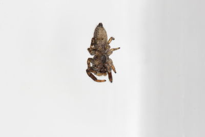 Close-up of lizard on glass