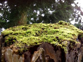 Low angle view of moss on rock