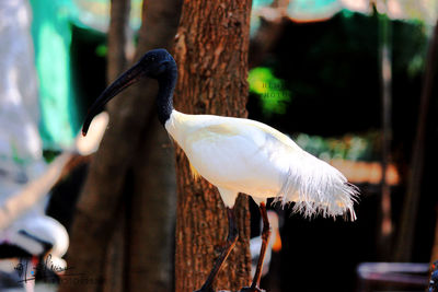 Bird perching on tree trunk