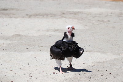 Close-up of bird