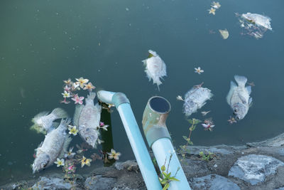 High angle view of fishes swimming in sea