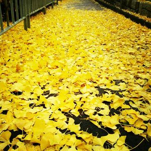 Autumn leaves on ground