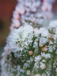 Close-up of frozen tree during winter