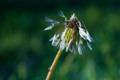 Close-up of wilted plant