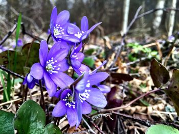 Close-up of purple flowers blooming