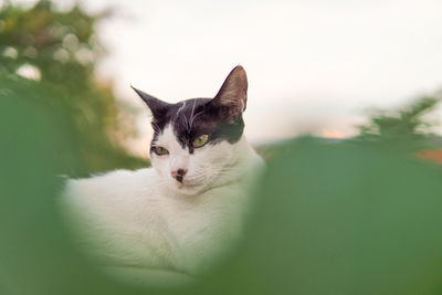 Focus on the cat lying on the fence.