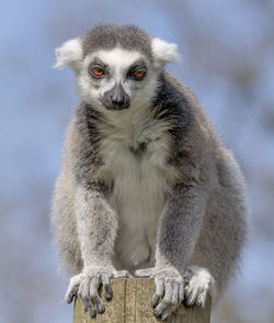 Close-up of monkey sitting outdoors