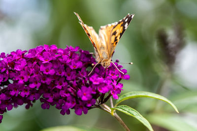 Close-up of butterfly pollinating on purple flower