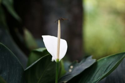 Close-up of white flowering plant