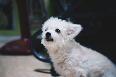 Close-up of dog looking away