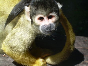 Close-up of monkey