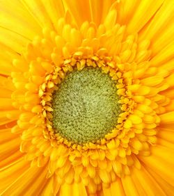 Full frame shot of sunflower