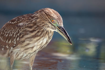 Close-up of a bird