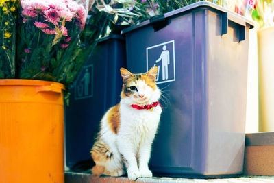 Cat sitting on a building