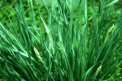 Full frame shot of fresh green grass in field