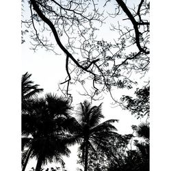 Low angle view of bare trees against sky