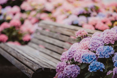 High angle view of pink flowering plant
