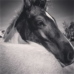 Close-up portrait of a horse