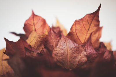Close-up of dry leaves during autumn