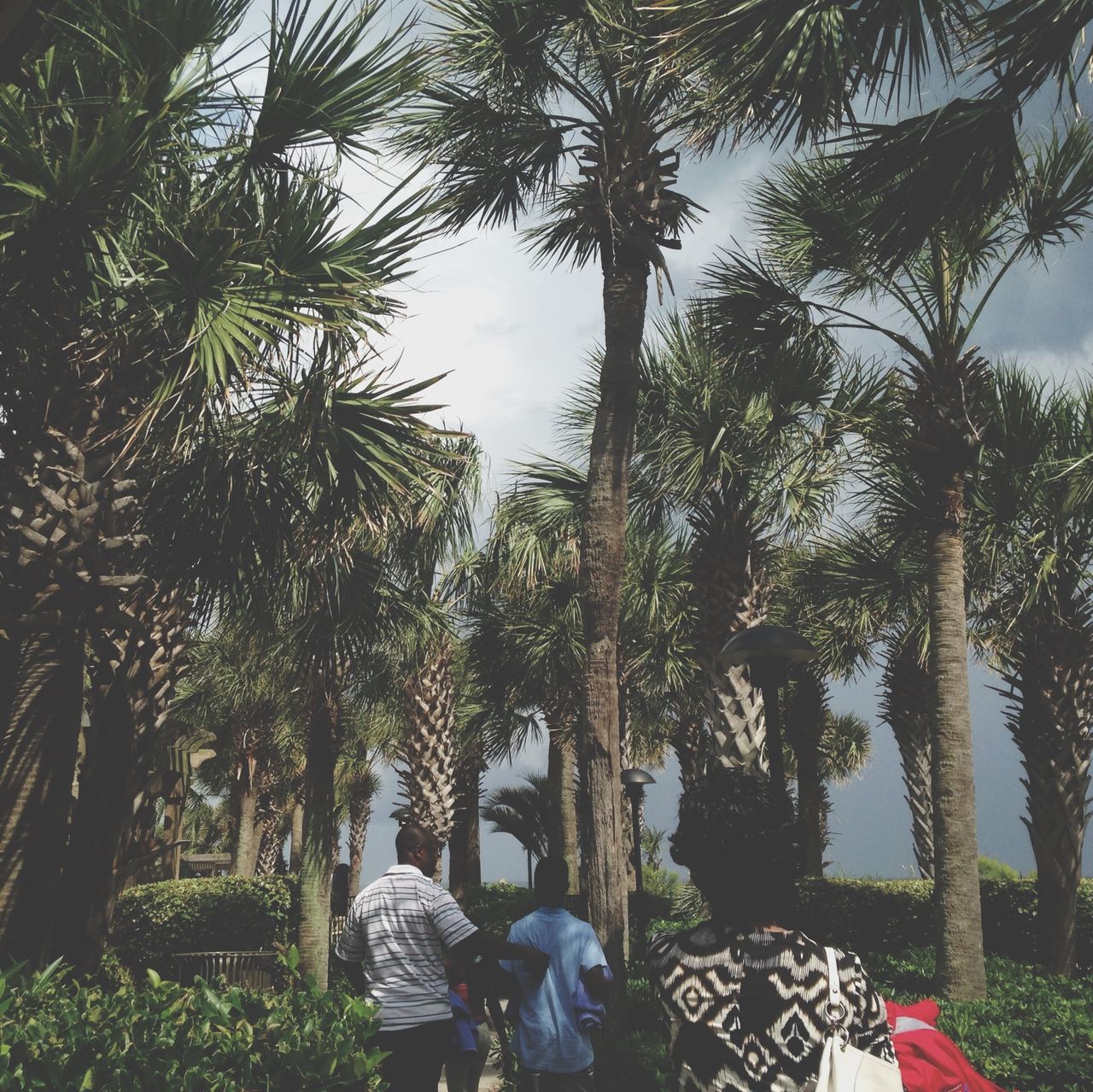 tree, lifestyles, leisure activity, men, person, tree trunk, growth, rear view, casual clothing, standing, sky, day, branch, palm tree, nature, outdoors, low section