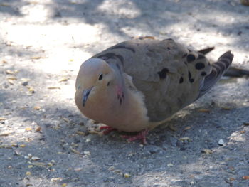 High angle view of a bird on field